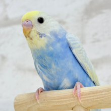 きゅるるんっ💖ビッグアイ♬.*･ﾟセキセイインコ(パステルレインボースパングル) ヒナ