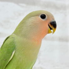 【最新画像更新🪄】これからどんどんおっきくなるんだっ！！コザクラインコ(ノーマル) ヒナ