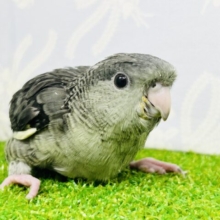 未確認生命鳥？？ぴーぽぽ交信中(*´ω｀)　サザナミインコ