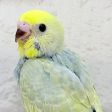 【最新画像更新🪄】淡々の中に詰まった魅力🫧セキセイインコ(パステルカラーレインボー) ヒナ