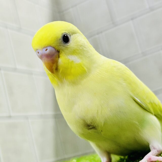 【最新画像更新☆☆】優しいレモンケーキ?? セキセイインコ 【最新画像更新☆☆】優しいレモンケーキ?? セキセイインコ