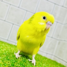 【最新画像更新☆☆】隠されたカラーを探せ！！🔍　セキセイインコ
