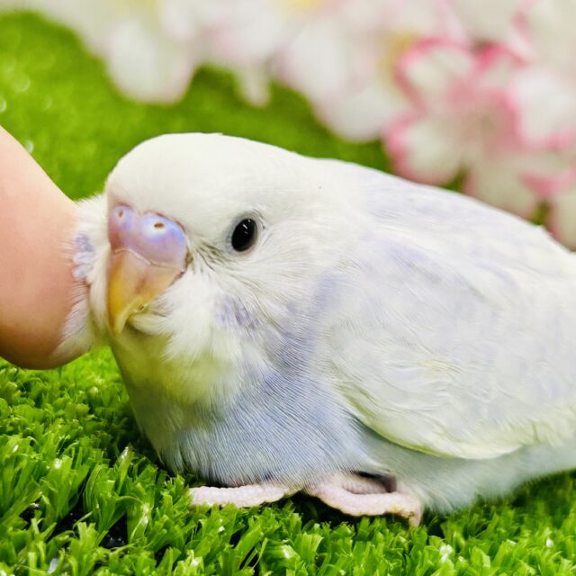 薄っすら上品カラー・・・ セキセイインコ 薄っすら上品カラー・・・ セキセイインコ