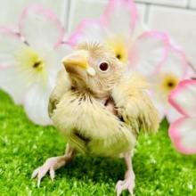 しっとり優しめカラーの元気っ子！！　シナモン文鳥