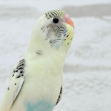 【動画更新🪄】幸せクリーミー🧚セキセイインコ(クリームハルクイン) ヒナ