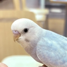 【最新画像更新】レアカラー✨️✨セキセイインコ(ライラック)ヒナ