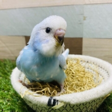 最新画像有ります🌟☁️青空がいっぱいに広がってます🩵セキセイインコのスパングル！