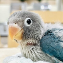 【最新画像】いっぱい眠って成長中🩵ボタンインコ（ブルー）ヒナ