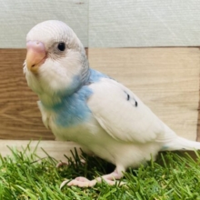最新画像有ります❗️優しい色合いでキュートな子ですっ🫰💕セキセイインコのパイド‼️