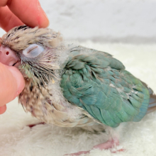 【1羽限定🪶最新画像更新‪☆】ハゲタカみたいで可愛いね🐣🫶ウロコインコ(ブルーシナモン) ヒナ