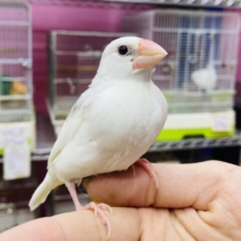 最新画像・動画あります❗️大きなお口でアピール上手な白文鳥ズ❤️やってきました〜❗️