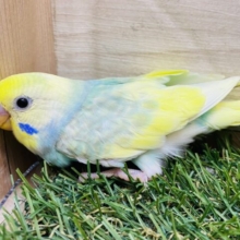 ほわわ〜ん💕優しいお顔にメロメロです😍セキセイインコのパステルカラーレインボーパイド🌟