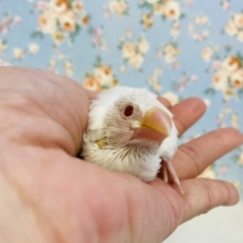 天使の文ちゃん🪽✨アルビノ文鳥ヒナちゃん入舎です🤍🫧