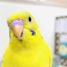 【最新画像】笑顔がステキっ⭐️⸝⸝꙳セキセイインコ（パイド）ヒナ