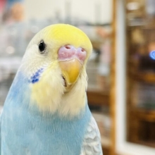 【最新画像】人が大好き🤍セキセイインコ(パステルレインボー)ヒナ🩵