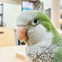 【最新画像】ツンデレちゃんの魅力♡オキナインコ（グリーン）