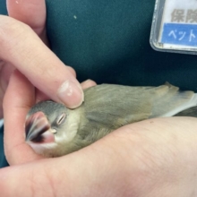 最新画像🆙凛々しさとかわいさを兼ね備えた💟 人が大好き❢❢ 桜文鳥さん🐧❤︎