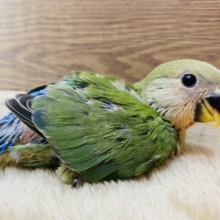 パッチリおめめでみんなを見つめちゃう💕コザクラインコノーマルカラー！