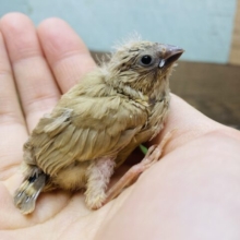 小さな巨人がやってきた⁉️ムッとした表情が愛らしい🥰キンカチョウのフォーン🧡
