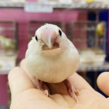 最新画像アリ⭐️ごはん下さ〜い‼️モリモリ食べるよ💪シルバー文鳥！