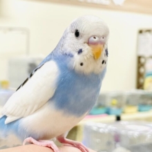 【最新画像】カキカキ好きな甘えん坊🥰セキセイインコ(パイド)