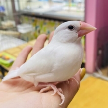 最新画像有ります‼️キリッとした表情がチャームポイント✨白文鳥のヒナがやって来ました❗️