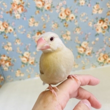 手のひらに包まれて眠っちゃう🫧とってもかわいい甘えんぼシナモン文ちゃん🤍🧡