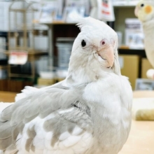 【最新画像】優しげな表情にメロメロ💓オカメインコ（ホワイトフェイスシナモンパイド)