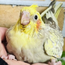 きらきらぴっかーん☆オカメインコ（シナモンパール）入舎しました♡