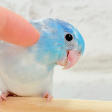 【最新画像更新🪄もうすぐひとり餌‪☆】これから広がる未来にわくわくっ🧚マメルリハ(ブルーパイド) 男の子 ヒナ