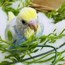 ふんわりグラデーション♡パステルレインボースパングルのセキセイインコ♡