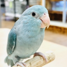 【最新画像】行動全てにときめきが止まらない💓マメルリハインコ（ブルー）女の子