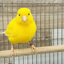 ひよこみたいに丸い◯レモンカナリアです♡