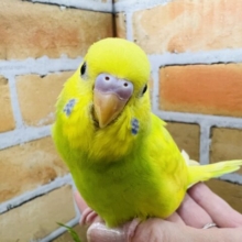 ✨3/19更新✨春ですぅ〜ᕷ⋆͛*お花咲かせちゃう？！🌼ܓセキセイインコ(グリーンスパングルパイド/2025年2月生まれ)