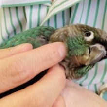動画更新🆙空飛ぶ宝石🕊️✨人が大~好き❤︎⁾⁾かわいい手乗りウロコインコさん(ブルー)💎