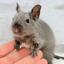 【動画更新🪄】きゅ〜きゅ〜♬感情表現豊かなの.*･ﾟデグー(ブルー) 男の子