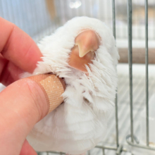 【最新画像更新🪄】真っ白ふわふわ🫧ルビーアイ🤍オキナインコ(アルビノ) ヒナ