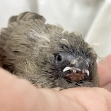 ブルベ仕様のホワホワにぃにぃ🧸❄錦花鳥(ノーマル/2025年2月生まれ)