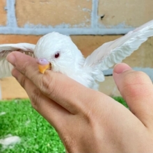 あたちがしろしろナンバワーン！！！👑☝🏻セキセイインコ(アルビノ/2025年2月生まれ)