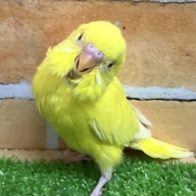 えっ！👀キンキンに輝く陸上選手でした？！✨🏃‪💨セキセイインコ(ルチノー/2025年2月下旬生まれ)