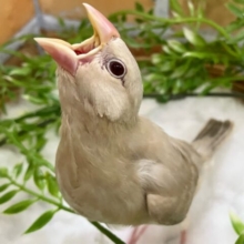 ✨3/23更新✨𝕔𝕒𝕗𝕖 𝕝𝕒𝕥𝕥𝕖はホットが希望っ☕️🤎✨シナモン文鳥(2025年2月生まれ)
