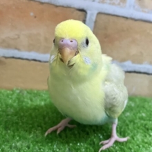 ✨3/26更新✨ニュアンスカラーが素敵♡黄色ﾏｼﾏｼなの🌼🌙セキセイインコ(パステルレインボースパングルパイド/2月下旬生まれ)