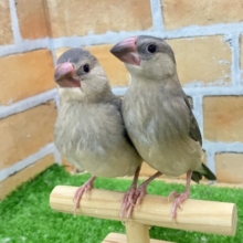 ✨最新画像✨舞い降りた2羽は似た者同士👍🏻ᖛ ̫ ᖛ )桜文鳥(2025年2月下旬生まれ)