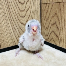 愛嬌たっぷり❣️セキセイインコ(白ハルクイン)ヒナ