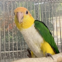 女子顔❤シロハラインコ入荷してます❤