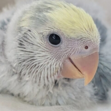 コザクラインコ(ブルーパイド)