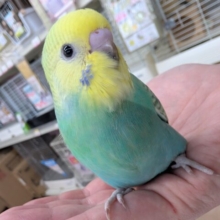 🌟最新画像🌟 レインボー輝いてます～🌈 セキセイインコ(パステルレインボー)