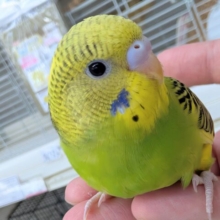 🌟最新画像🌟 シマシマな色合い～！？🍀 セキセイインコ(グリーンパイド)