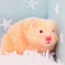 持ちごたえ抜群のｷﾚｲなコ♪　耳はｸﾁほどに表現する～～かもっ(*´з`)　サテンハムスター～～