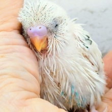 寄り添うｽｶﾞﾀはもう。。たまらんですっ　セキセイインコ　ハルクイン〜〜